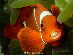 FINDING PARASITE
Yos Lembeh by Manbd Uidive 